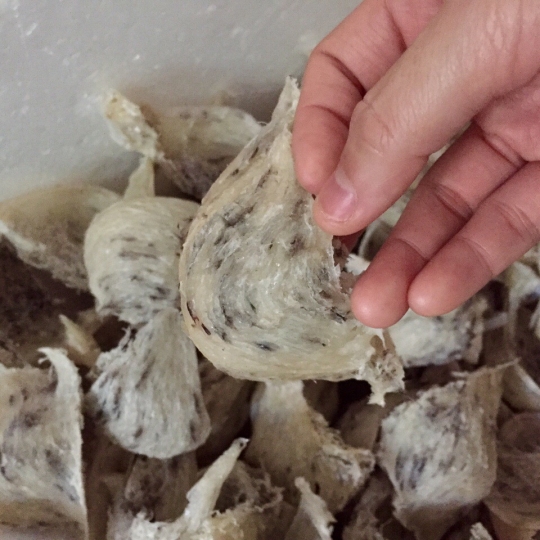 Yến sào nguyên lông - loại 2 - 100gr