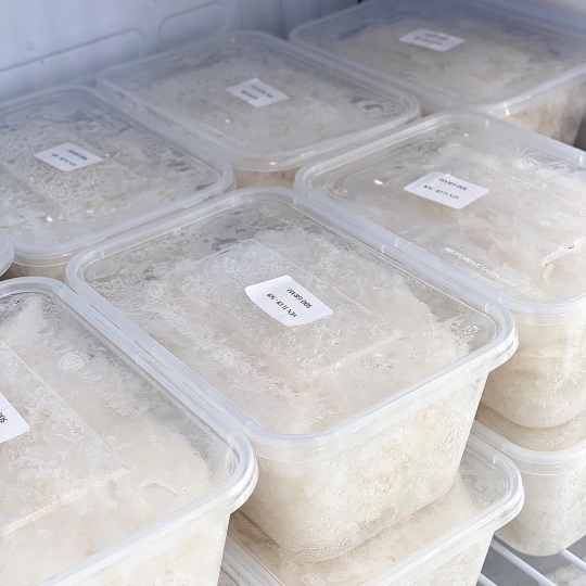 Yến tươi 250gr 